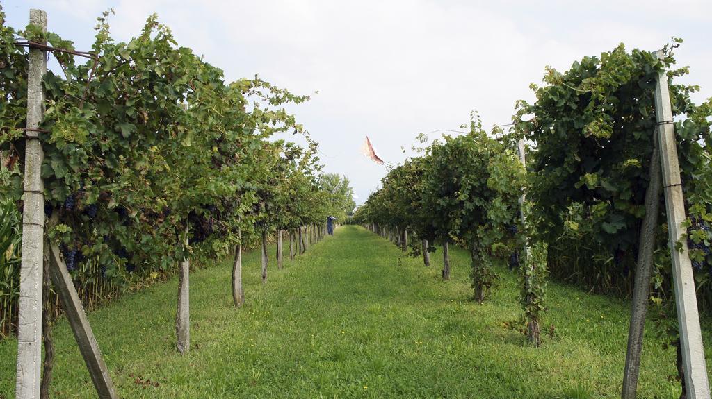 Agriturismo Da Gas San Giorgio In Bosco Exteriör bild