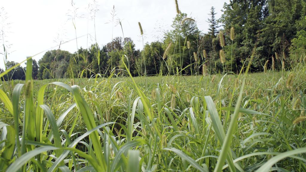 Agriturismo Da Gas San Giorgio In Bosco Exteriör bild